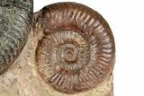 Free-Standing Fossil Ammonite (Hammatoceras) Pair - France #227340-2